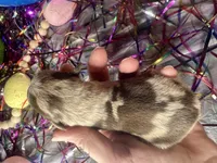 Kokos M #7 BANDIT, a male Miniature Schnauzer for sale in Riceville, TN – Photo 6 of 6