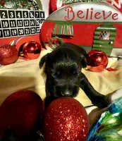 Kylees RANDEL, a male Miniature Schnauzer for sale in Riceville, TN – 3 of 6