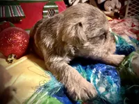 Kylees STELLA, a female Miniature Schnauzer for sale in Riceville, TN – 6 of 7