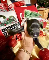 Kylees COY , a male Miniature Schnauzer for sale in Riceville, TN – 4 of 6
