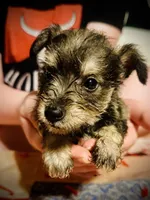 King, a male Miniature Schnauzer for sale in Riceville, TN – Photo 10 of 10