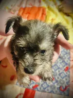 King, a male Miniature Schnauzer for sale in Riceville, TN – Photo 9 of 10