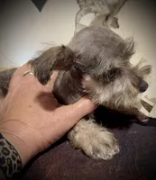 King, a male Miniature Schnauzer for sale in Riceville, TN – Photo 6 of 10