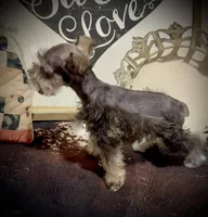 King, a male Miniature Schnauzer for sale in Riceville, TN – Photo 3 of 10
