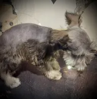 King, a male Miniature Schnauzer for sale in Riceville, TN – Photo 4 of 10