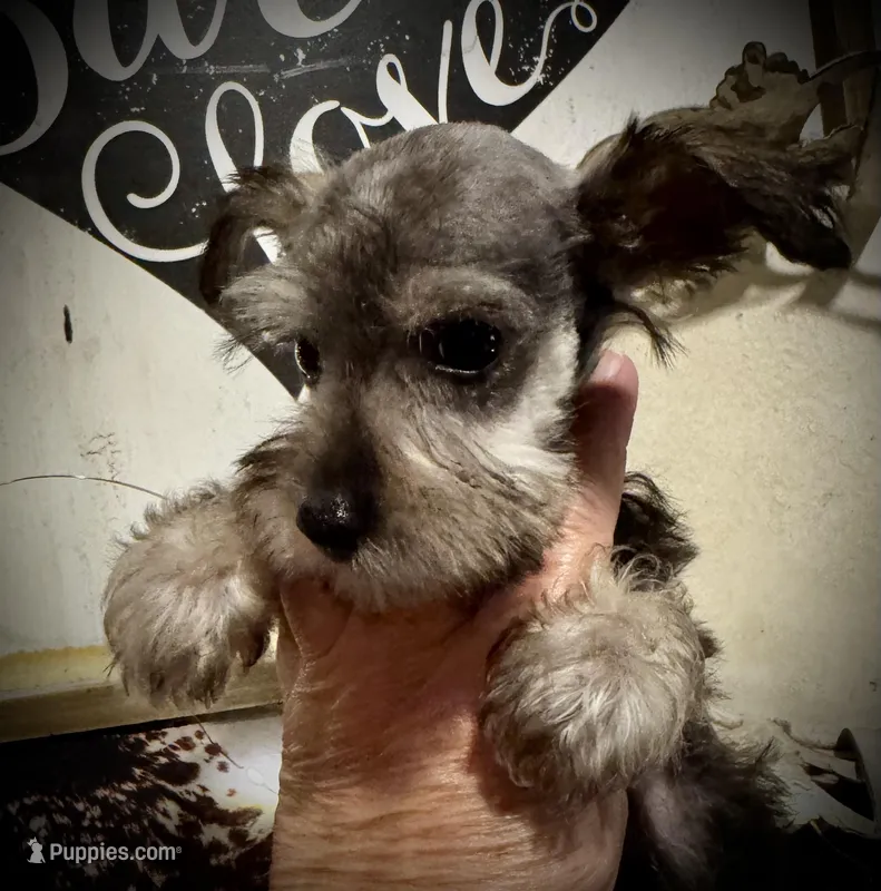 King, a male Miniature Schnauzer for sale in Riceville, TN – Photo 1 of 10