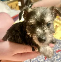 King, a male Miniature Schnauzer for sale in Riceville, TN – Photo 7 of 10