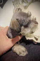 King, a male Miniature Schnauzer for sale in Riceville, TN – Photo 5 of 10