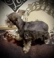 King, a male Miniature Schnauzer for sale in Riceville, TN – Photo 2 of 10