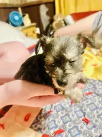 King, a male Miniature Schnauzer for sale in Riceville, TN – Photo 8 of 10