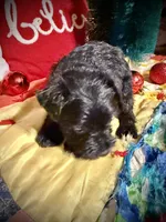 Kylees COY , a male Miniature Schnauzer for sale in Riceville, TN – 2 of 7