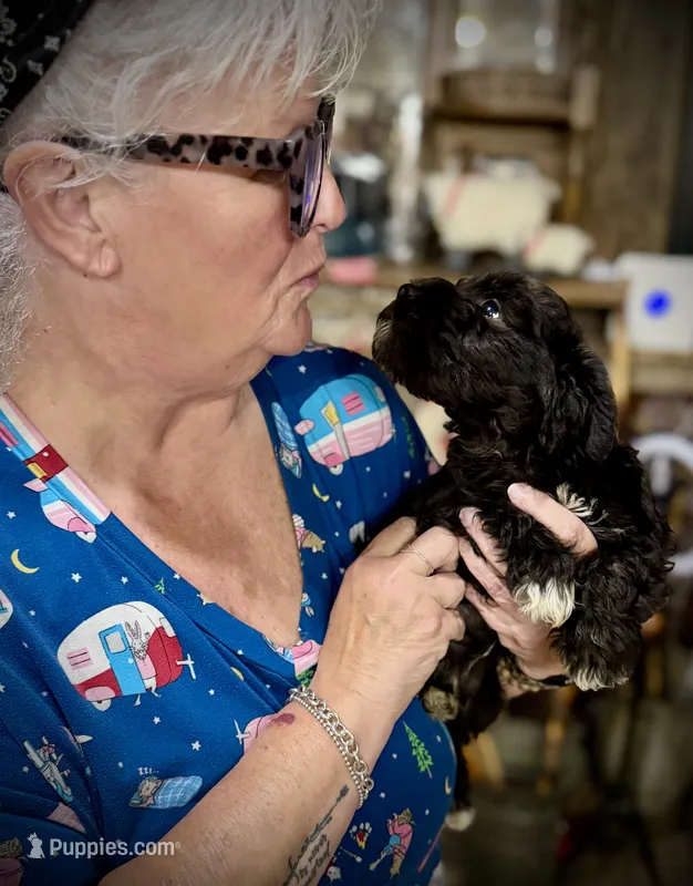 Kookee – Miniature Schnauzer puppy for sale in Riceville, TN