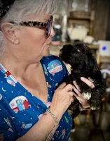 Kookee, a female Miniature Schnauzer for sale in Riceville, TN – 1 of 10