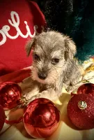 Kylees STELLA, a female Miniature Schnauzer for sale in Riceville, TN – 3 of 9