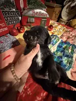 Kylees COY , a male Miniature Schnauzer for sale in Riceville, TN – 6 of 6