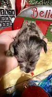 Kylees WILLA-DEENE, a female Miniature Schnauzer for sale in Riceville, TN – 3 of 6