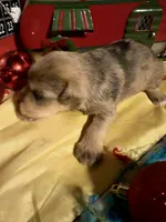 Kylees STELLA, a female Miniature Schnauzer for sale in Riceville, TN – 7 of 7