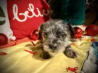 Kylees WILLA-DEENE, a female Miniature Schnauzer for sale in Riceville, TN – 2 of 8