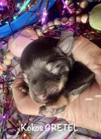 Kokos F #6 GRETEL, a female Miniature Schnauzer for sale in Riceville, TN – Photo 1 of 5