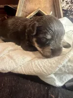 Kokos F #6 GRETEL, a female Miniature Schnauzer for sale in Riceville, TN – Photo 6 of 7