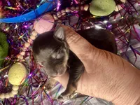 Kokos F #6 GRETEL, a female Miniature Schnauzer for sale in Riceville, TN – Photo 5 of 5