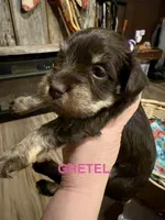 Kokos F #6 GRETEL, a female Miniature Schnauzer for sale in Riceville, TN – Photo 2 of 7