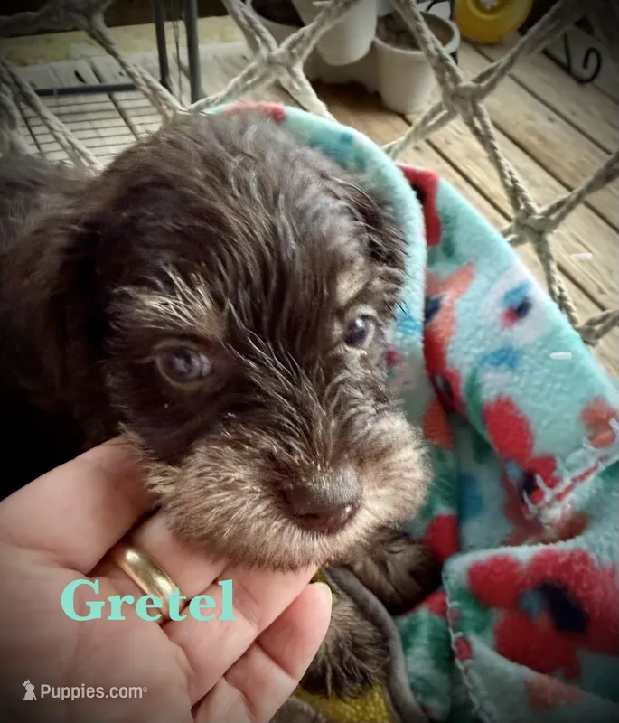 Kokos F #6 GRETEL – Miniature Schnauzer puppy on hold in Riceville, TN