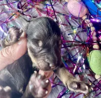 Kokos F #6 GRETEL, a female Miniature Schnauzer for sale in Riceville, TN – Photo 3 of 5