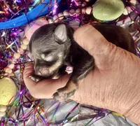 Kokos F #6 GRETEL, a female Miniature Schnauzer for sale in Riceville, TN – Photo 4 of 5