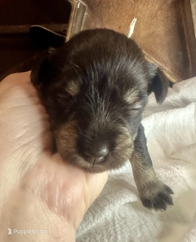 Kokos F #6 GRETEL – Miniature Schnauzer puppy for sale in Riceville, TN