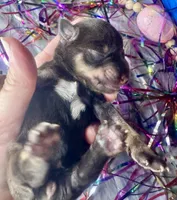 Kokos F #6 GRETEL, a female Miniature Schnauzer for sale in Riceville, TN – Photo 2 of 5