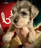 Kylees STELLA, a female Miniature Schnauzer for sale in Riceville, TN – 5 of 9