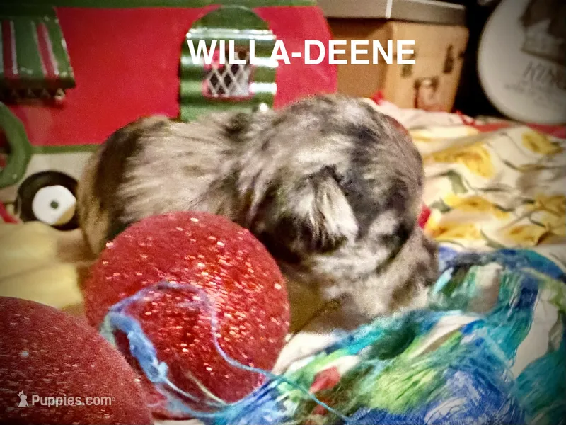 Kylees WILLA-DEENE – Miniature Schnauzer puppy for sale in Riceville, TN