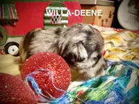 Kylees WILLA-DEENE, a female Miniature Schnauzer for sale in Riceville, TN – 1 of 6