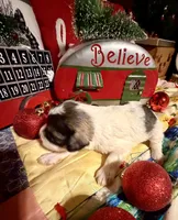 Kylees DOLLY, a female Miniature Schnauzer for sale in Riceville, TN – 6 of 6