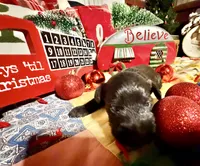 Kylees COY , a male Miniature Schnauzer for sale in Riceville, TN – 5 of 6