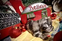 Kylees WILLA-DEENE, a female Miniature Schnauzer for sale in Riceville, TN – 4 of 6