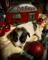 Kylees DOLLY, a female Miniature Schnauzer for sale in Riceville, TN – 2 of 6