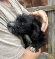 Tequilas BELLA, a female Miniature Schnauzer and Bernedoodle for sale in Riceville, TN – Photo 1 of 4