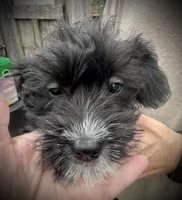 Tequilas BELLA, a female Miniature Schnauzer and Bernedoodle for sale in Riceville, TN – Photo 3 of 4