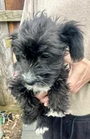 Tequilas BELLA, a female Miniature Schnauzer and Bernedoodle for sale in Riceville, TN – Photo 2 of 4