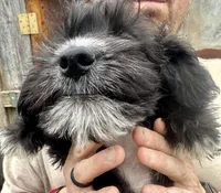 Tequilas BELLA, a female Miniature Schnauzer and Bernedoodle for sale in Riceville, TN – Photo 4 of 4