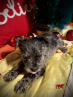 Kylees WILLA-DEENE, a female Miniature Schnauzer for sale in Riceville, TN – 3 of 8