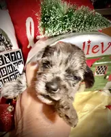 Kylees WILLA-DEENE, a female Miniature Schnauzer for sale in Riceville, TN – 6 of 6