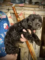 Kookee, a female Miniature Schnauzer for sale in Riceville, TN – 3 of 10