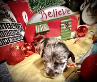 Kylees WILLA-DEENE, a female Miniature Schnauzer for sale in Riceville, TN – 5 of 6