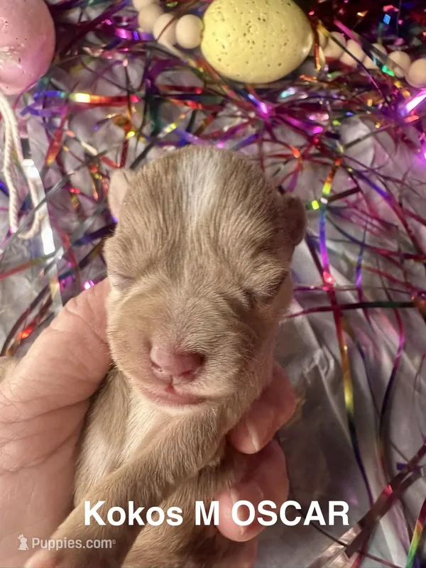 Kokos M #4 OSCAR – Miniature Schnauzer puppy for sale in Riceville, TN