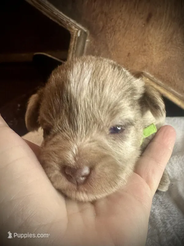 Kokos M #4 OSCAR – Miniature Schnauzer puppy for sale in Riceville, TN