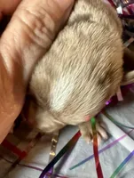 Kokos M #4 OSCAR, a male Miniature Schnauzer for sale in Riceville, TN – Photo 4 of 7