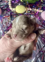 Kokos M #4 OSCAR, a male Miniature Schnauzer for sale in Riceville, TN – Photo 2 of 7